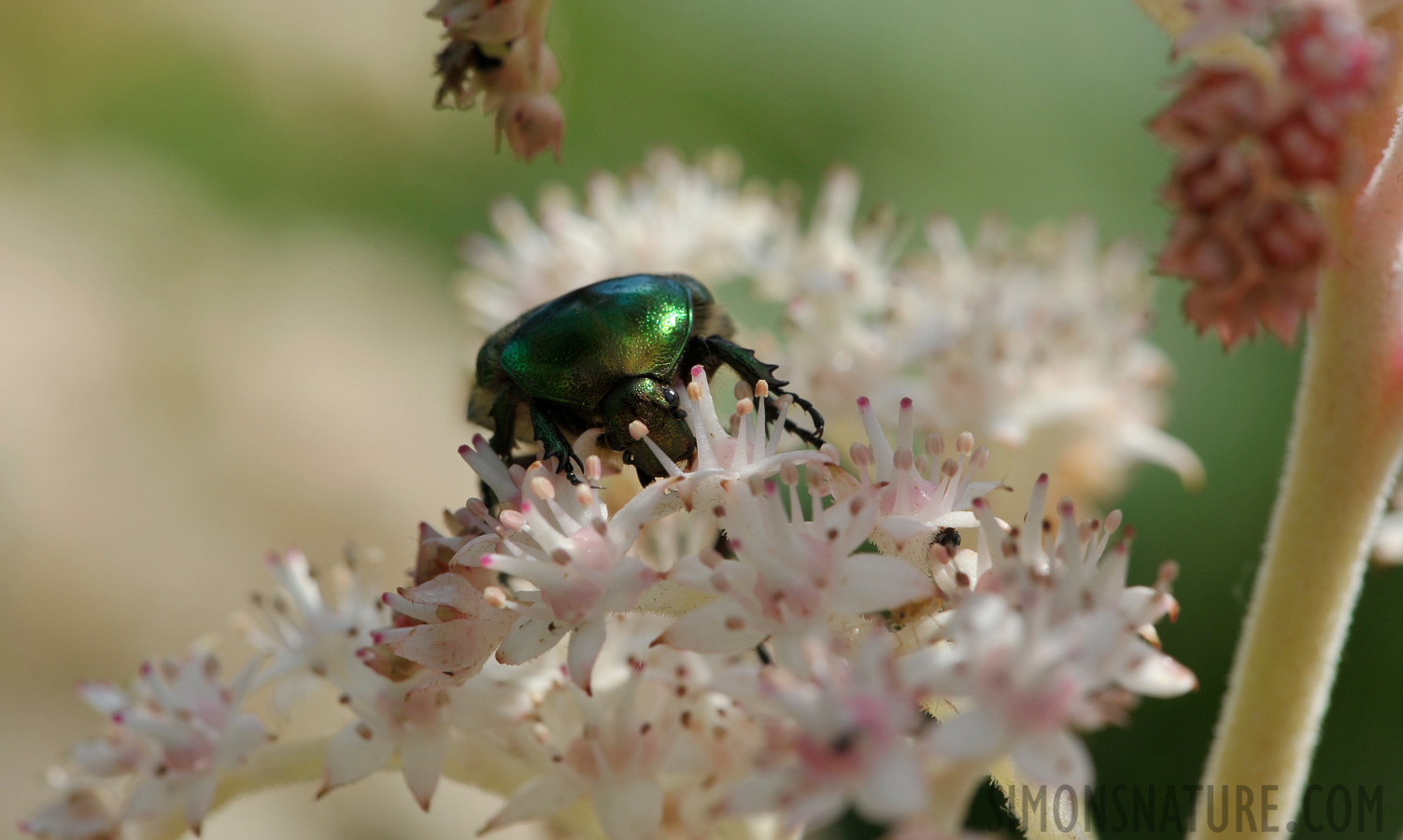 Cetonia aurata [105 mm, 1/500 sec at f / 13, ISO 400]